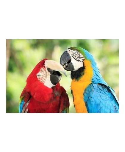Dieren magneet 3d papegaaien