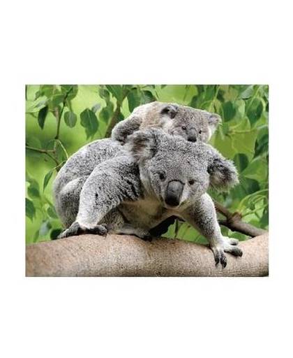 Dieren magneet 3d koalaberen