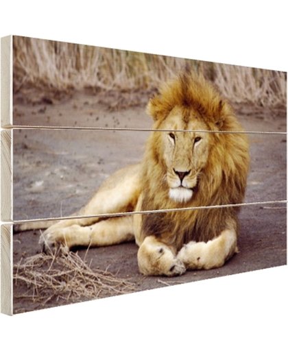 Liggende leeuw in Afrika Hout 30x20 cm - Foto print op Hout (Wanddecoratie)