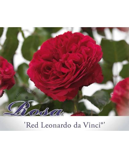 Rosa 'Red Leonardo da Vinci' - 060 cm stam
