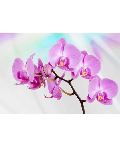 Fotobehang Flowers  Orchids | PANORAMIC - 250cm x 104cm | 130g/m2 Vlies