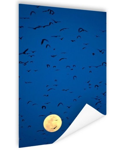 Vleermuizen voor volle maan Poster 60x90 cm - Foto print op Poster (wanddecoratie)