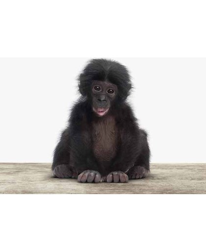 Baby chimpansee - Print op Vurenhout - 80x80 cm
