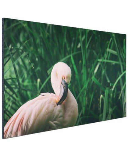 Roze flamingo in het riet Aluminium 120x80 cm - Foto print op Aluminium (metaal wanddecoratie)