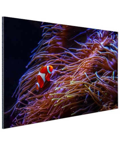 Nemo clown vis bij koraal Aluminium 90x60 cm - Foto print op Aluminium (metaal wanddecoratie)
