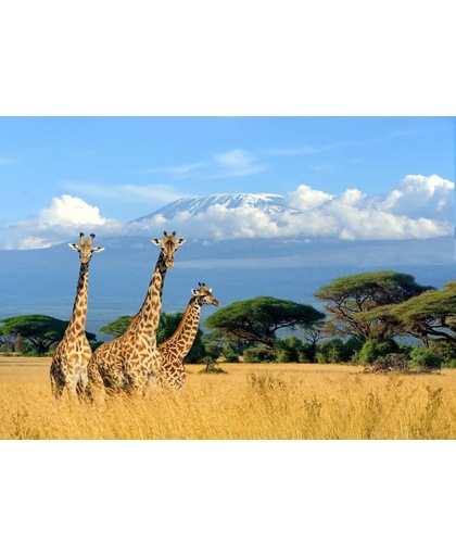 Vliesfotobehang 7 Banen Digitale druk - Giraffes op de Kilimanjaro - Speciaal Vliesfotobehang materiaal - Art. 18403