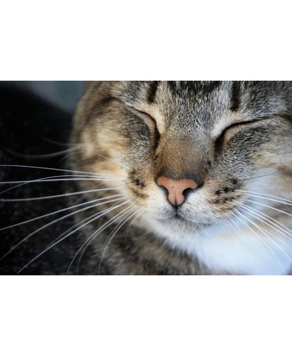 Katten Behang | Kat sloot zijn ogen | 375 x 250 cm | Extra Sterk Vinyl Behang