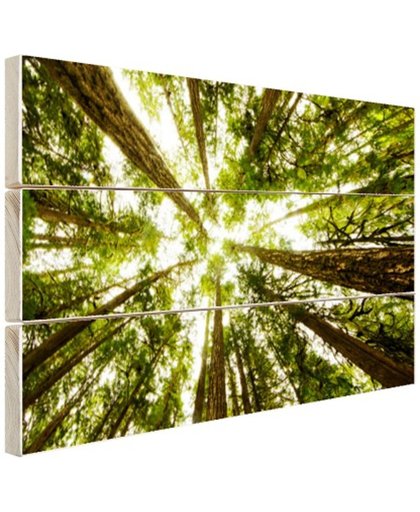 Hoge groene bomen in jungle Hout 120x80 cm - Foto print op Hout (Wanddecoratie)