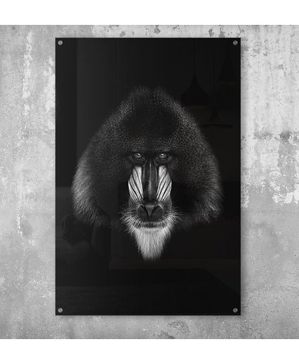 Poster mandril baviaan op plexiglas