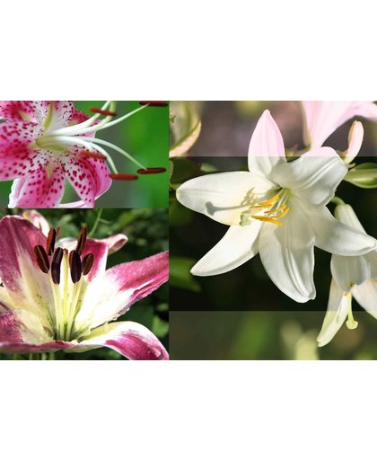 Fotobehang Flowers Lilies | XXL - 312cm x 219cm | 130g/m2 Vlies
