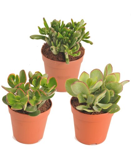 Vetplanten mix (Crassula soorten) - plant is 20 cm hoog - per 3 stuks