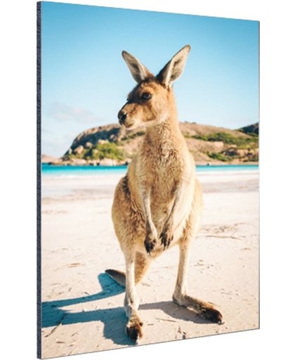Een kangoeroe op het strand Aluminium 80x120 cm - Foto print op Aluminium (metaal wanddecoratie)