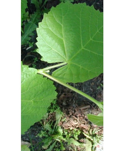 Tilia Platyphyllos - Grootbladige Linde - stamomtrek 14-16 cm hoogte 350 cm pot