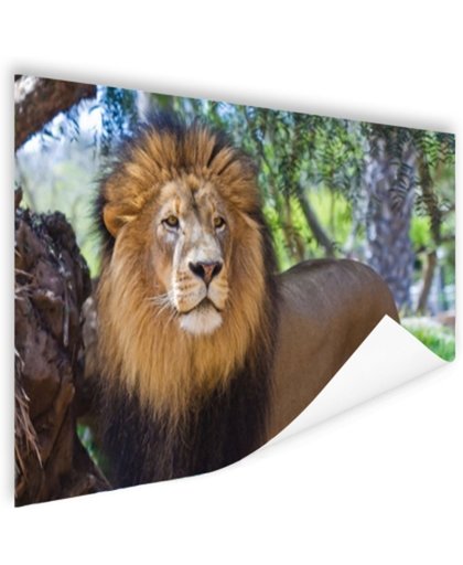 Staande mannelijke leeuw Poster 60x40 cm - Foto print op Poster (wanddecoratie)