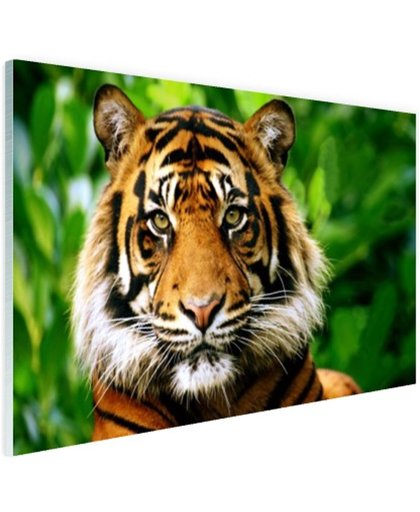 Sumatraanse tijger jungle Glas 60x40 cm - Foto print op Glas (Plexiglas wanddecoratie)