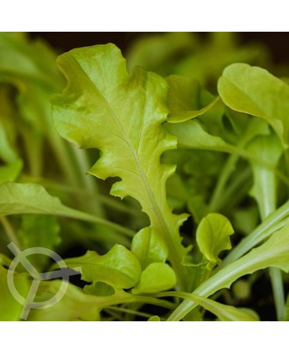 Eikenbladsla zaden biologisch (Lactuca sativa) 0.1 g