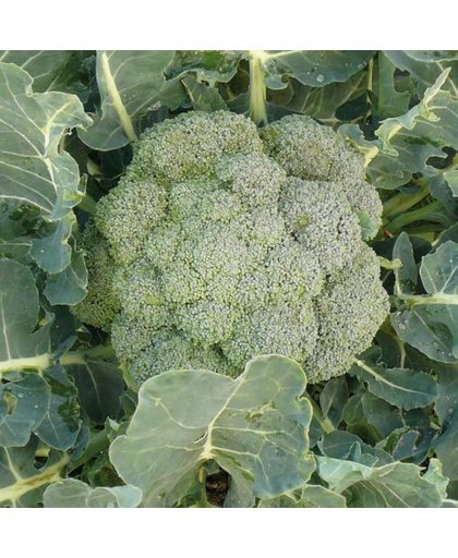 Broccoli - 5 planten