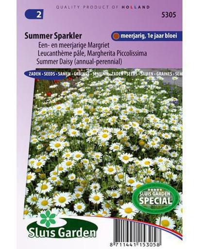 Sluis Garden Margriet Summer Sparkler (chrysanth)