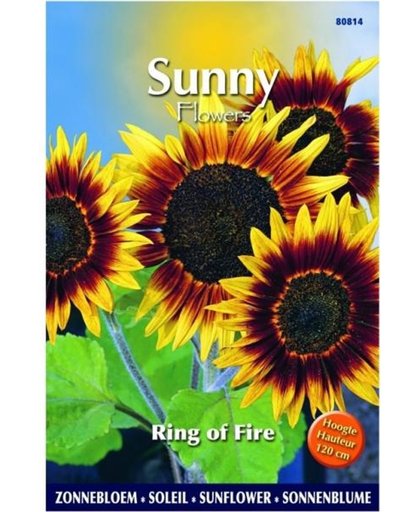 Zonnebloem Ring of Fire - Helianthus annuus (Sunflowers) - set van 6 stuks