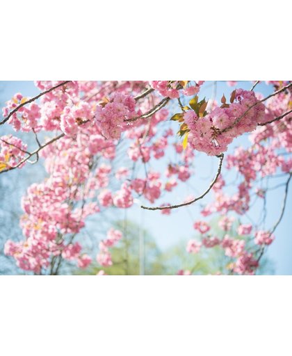 Kersenbloesem Behang | Lente roze bloemen bloesem | 375 x 250 cm | Extra Sterk Vinyl Behang