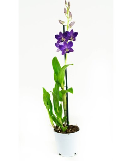 2 stuks Orchidee Blue Happiness 55cm hoog 1 tak