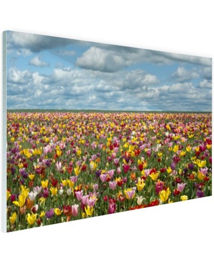 Tulpenvelden in Oregon Glas 30x20 cm - Foto print op Glas (Plexiglas wanddecoratie)