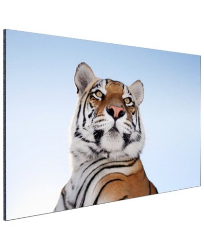 Stoere tijger blauwe lucht Aluminium 120x80 cm - Foto print op Aluminium (metaal wanddecoratie)
