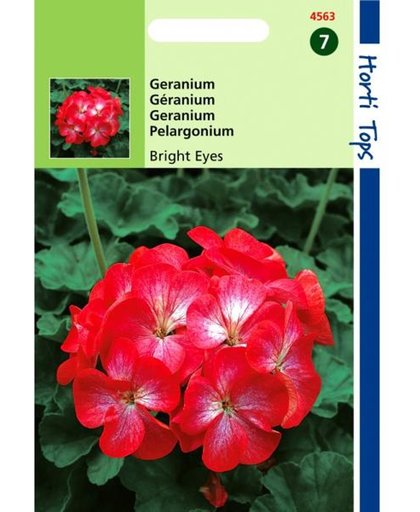 Geranium Bright Eyes - Pelargonium zonale - set van 3 stuks