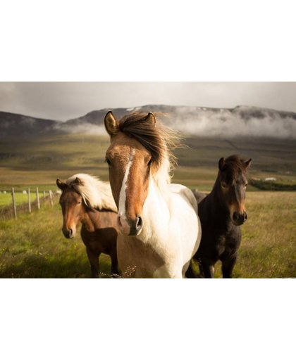 Paarden Behang | Leuke uitstraling van drie paarden | 375 x 250 cm | Extra Sterk Vinyl Behang