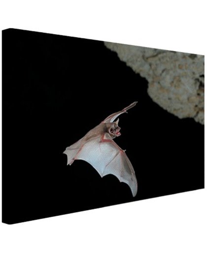 Vleermuis in grot Canvas 80x60 cm - Foto print op Canvas schilderij (Wanddecoratie)