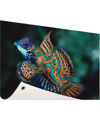 Veelkleurige vis Tuinposter 60x40 cm - Foto op Tuinposter (tuin decoratie)