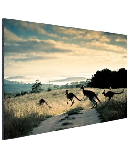 Kangoeroes op de weg  Aluminium 60x40 cm - Foto print op Aluminium (metaal wanddecoratie)