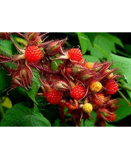 Rubus Phoenicolasius - Japanse Wijnbes 50-60 cm in pot