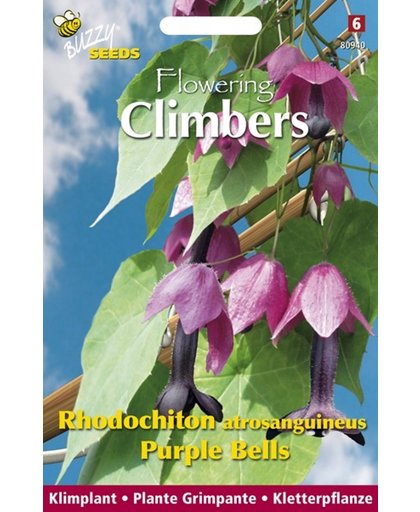 Buzzy Flowering Climbers Rhodochiton Purple Bells Bloemzaad