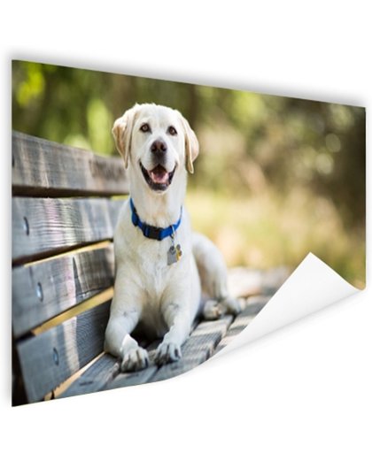 Labrador Retriever op een bankje Poster 120x80 cm - Foto print op Poster (wanddecoratie)