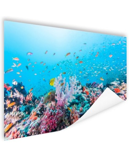 Kleurrijk rif en koraal Poster 90x60 cm - Foto print op Poster (wanddecoratie)
