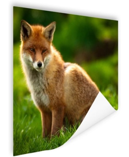 Rode vos in zonlicht Poster 60x40 cm - Foto print op Poster (wanddecoratie)