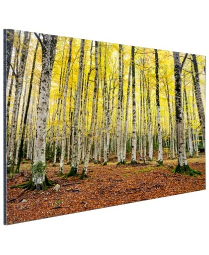 Gele bladeren in het bos in de herfst Aluminium 30x20 cm - Foto print op Aluminium (metaal wanddecoratie)