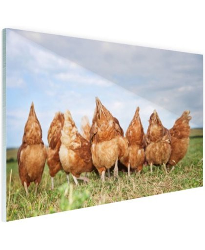 Kippen in het veld Glas 120x80 cm - Foto print op Glas (Plexiglas wanddecoratie)