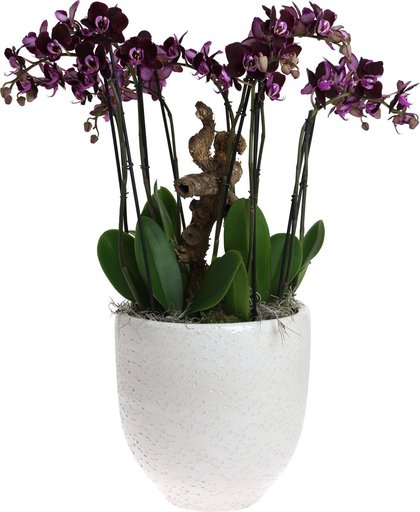 Raw wood - orchidee creatie