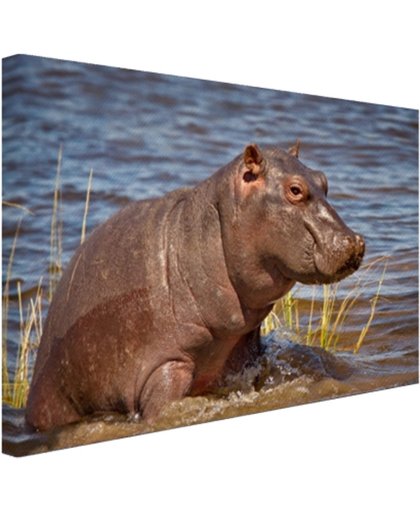 Baby nijlpaard Canvas 30x20 cm - Foto print op Canvas schilderij (Wanddecoratie)