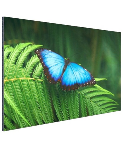 Morpho vlinder Aluminium 60x40 cm - Foto print op Aluminium (metaal wanddecoratie)