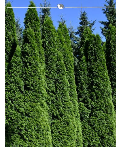 Westerse Levensboom Thuja Smaragd 180-200 cm EXTRA, 24x haagplant, incl. bezorging