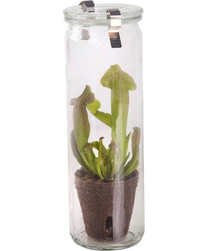 Swampworld® Glas - Vleesetende Plant - Trompetbekerplant