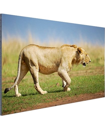 Jonge wilde mannelijke leeuw Aluminium 60x40 cm - Foto print op Aluminium (metaal wanddecoratie)