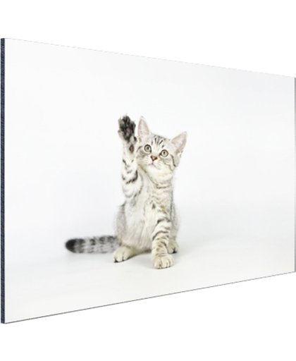Kitten steekt pootje in de lucht Aluminium 120x80 cm - Foto print op Aluminium (metaal wanddecoratie)