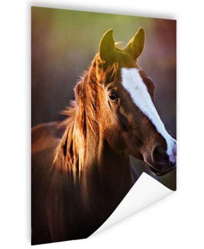 Portret van paard afdruk Poster 80x120 cm - Foto print op Poster (wanddecoratie)