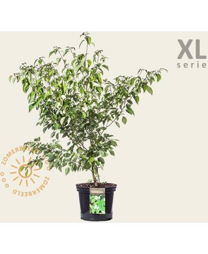 Cornus alternifolia - XL