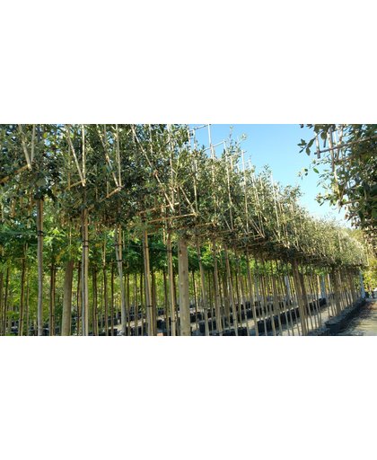 Quercus ilex - Steeneik - leivorm / leiboom