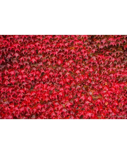 Bladeren Behang | Tapijt van rode bladeren | 375 x 250 cm | Extra Sterk Vinyl Behang